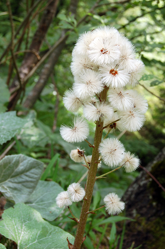 Petasites sp.?